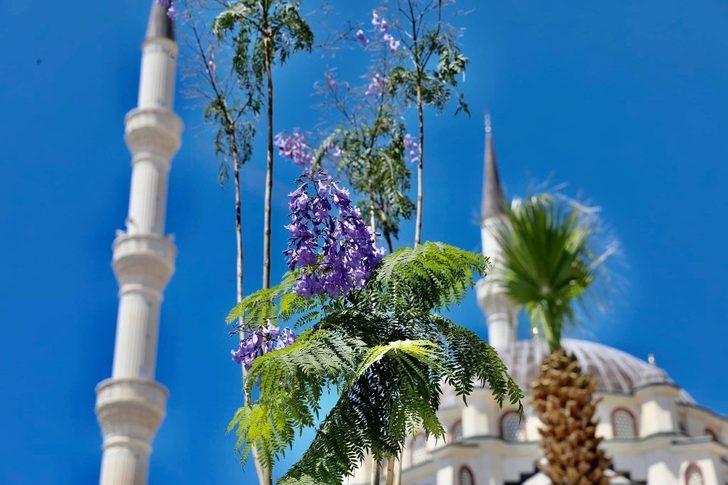 Didim’de Jakaranda ağaçları çiçek açtı G1