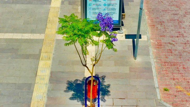Didim’de Jakaranda ağaçları çiçek açtı G2