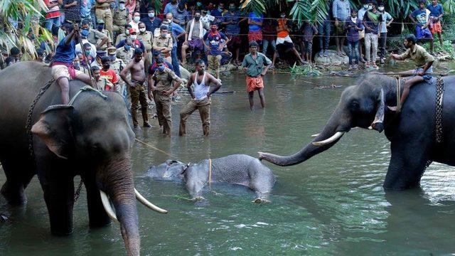 'İçine patlayıcı yerleştirilen meyveyi yiyen' hamile filin ölümü Hindistan'da infial yarattı