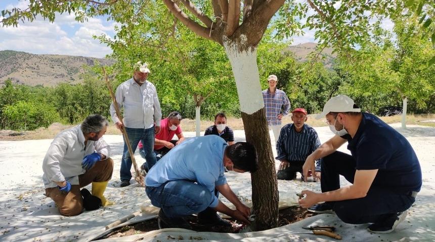 Dut bah&ccedil;eleri incelendi, &uuml;reticiler hasat &ouml;ncesi bilgilendirildi