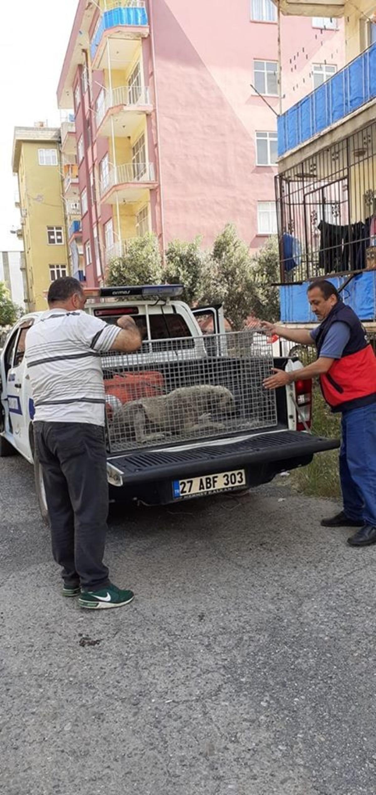Yaralı sokak k&ouml;peği tedavi altına alındı