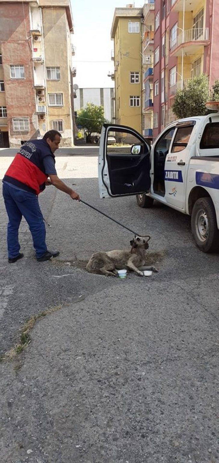 Yaralı sokak köpeği tedavi altına alındı G2