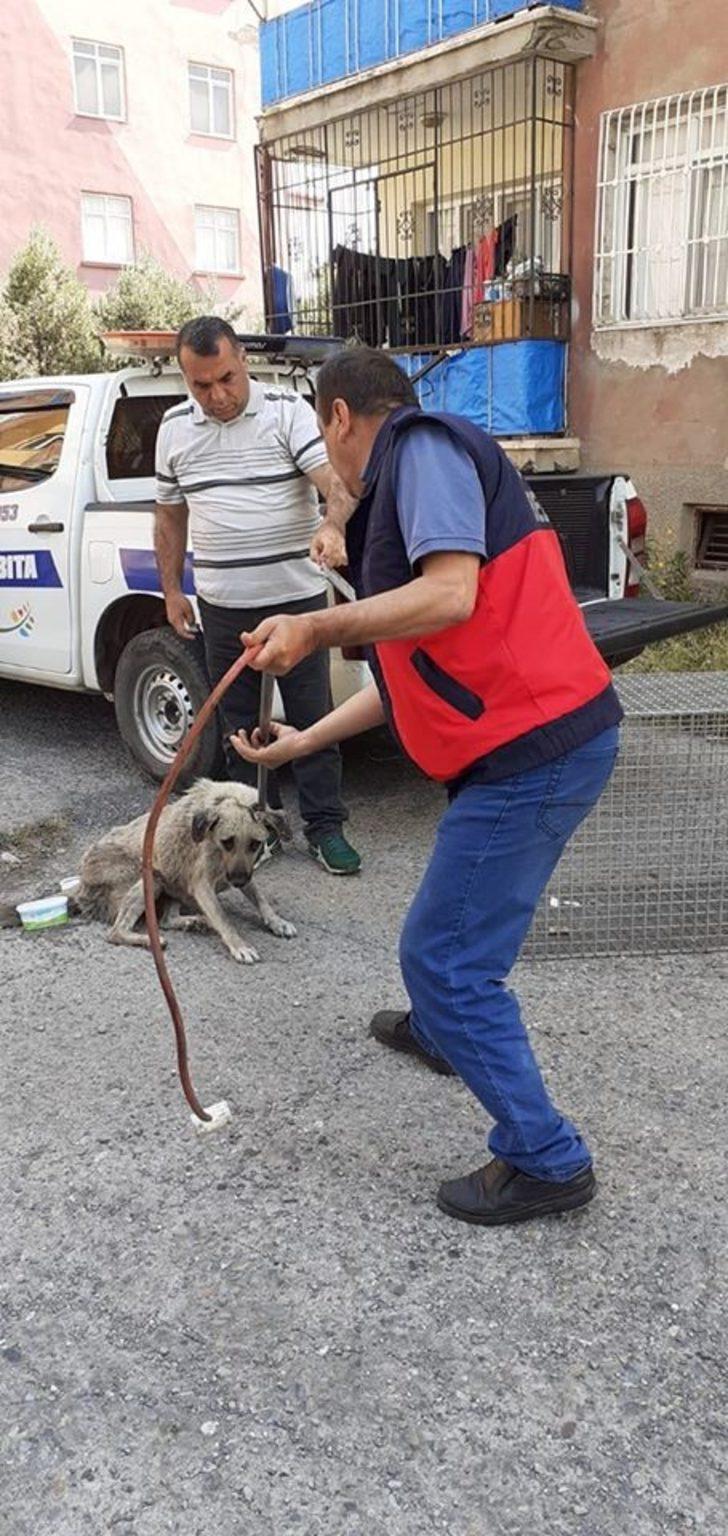 Yaralı sokak köpeği tedavi altına alındı G3