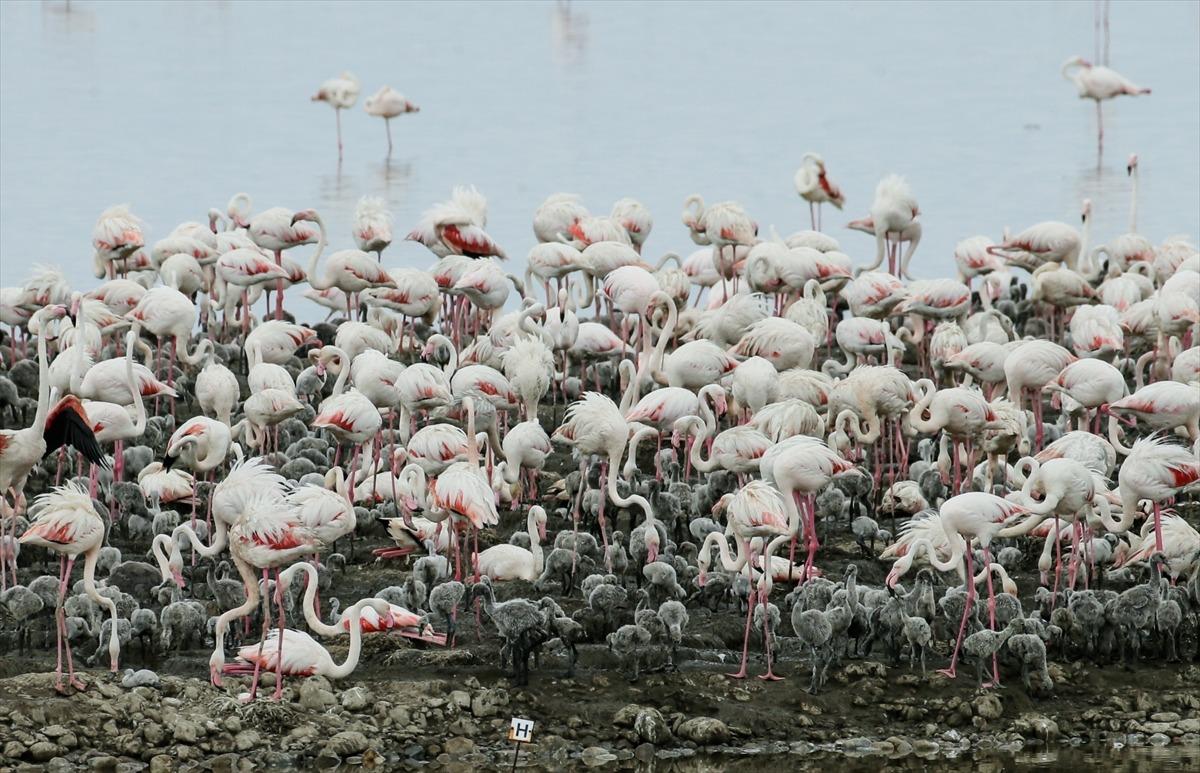 İzmir Kuş Cenneti yavru flamingolarla şenlendi