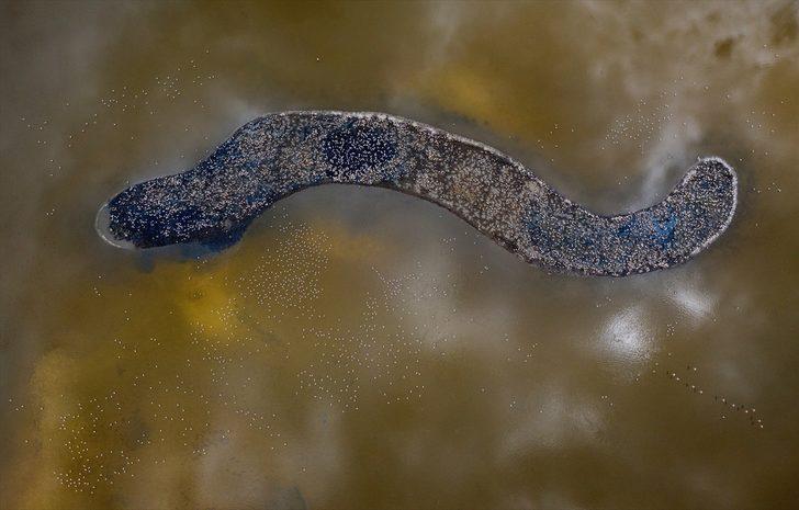 Dünyanın en büyükleri arasında! Binlerce yavru dünyaya geldi G1