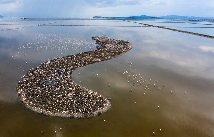 Dünyanın en büyükleri arasında! Binlerce yavru dünyaya geldi G2