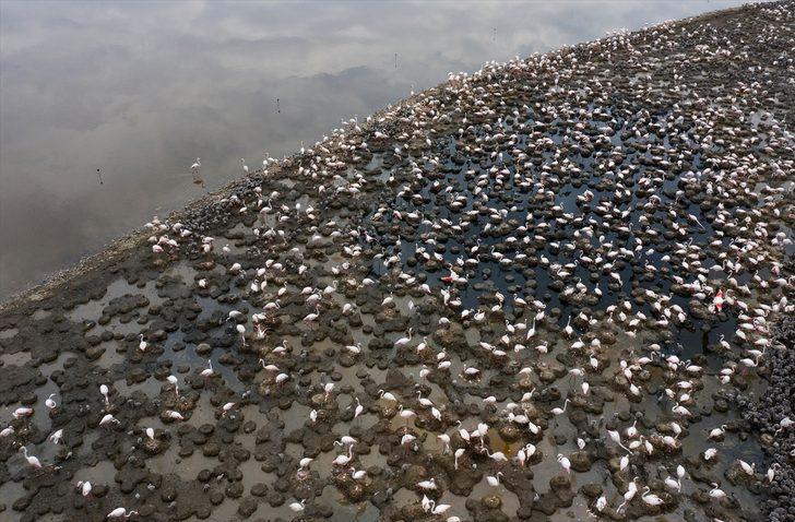 Dünyanın en büyükleri arasında! Binlerce yavru dünyaya geldi G3