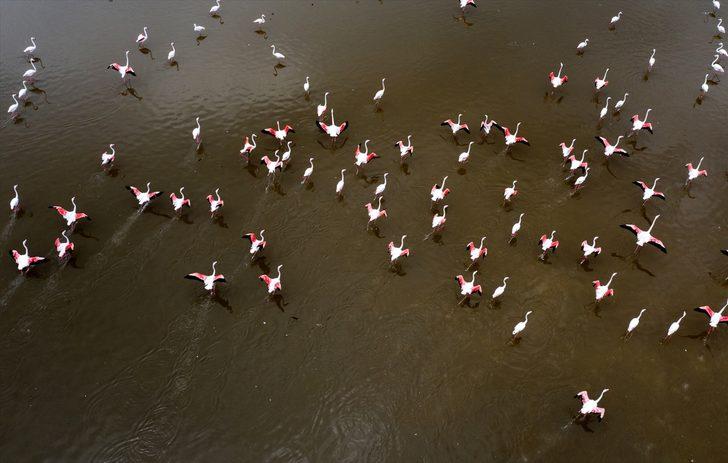 Dünyanın en büyükleri arasında! Binlerce yavru dünyaya geldi G5