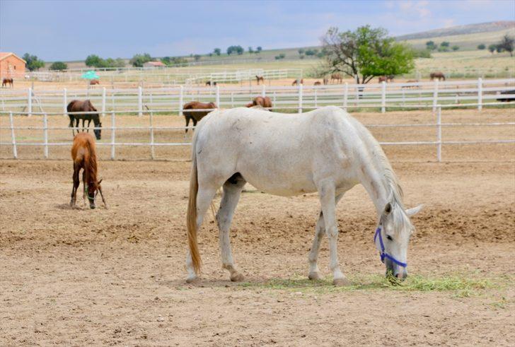 Mahmudiyeli at yetiştiricilerini 10 Haziran heyecanı sardı G1