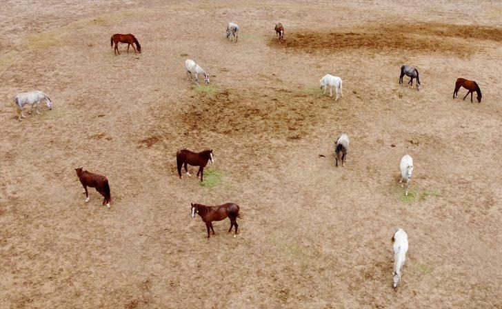 Mahmudiyeli at yetiştiricilerini 10 Haziran heyecanı sardı G2