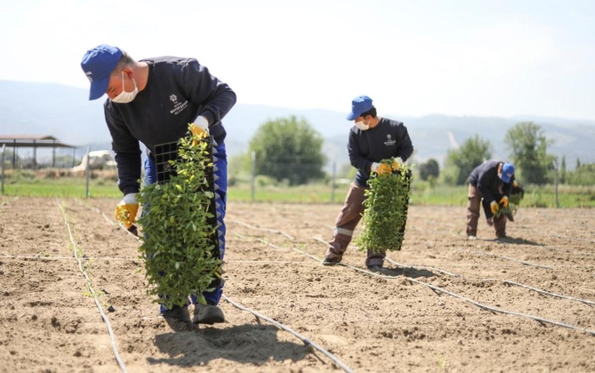 Ata tohumları toprakla buluşmaya devam ediyor