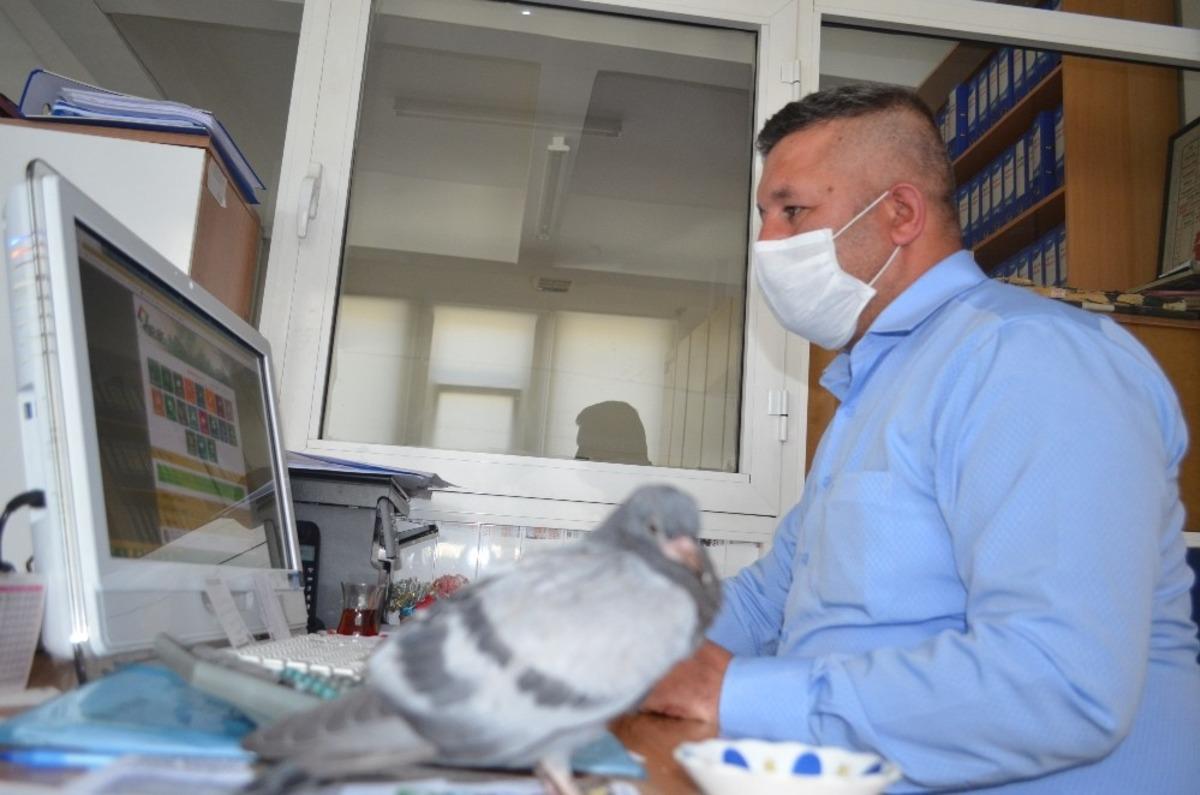 Yavru g&uuml;vercini belediye personeli b&uuml;y&uuml;t&uuml;yor