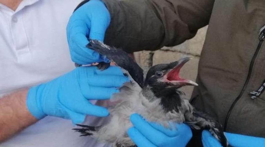 112 Acil &Ccedil;ağrı Merkezine karga ihbarı