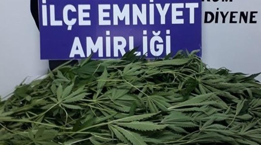 Bozdoğan’da 15 kök Hint keneviri ele geçirildi