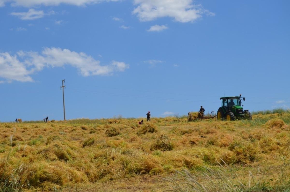 Siirt&rsquo;te mercimek hasadına başlandı