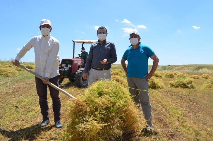 Siirt’te mercimek hasadına başlandı G2