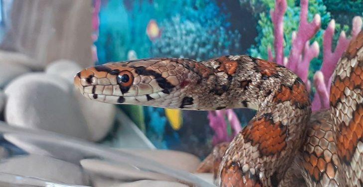 Likyalı değil ev yılanı çıktı G1