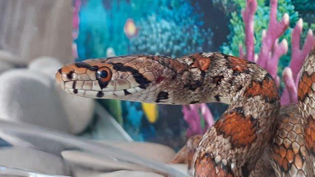 Likyalı değil ev yılanı çıktı