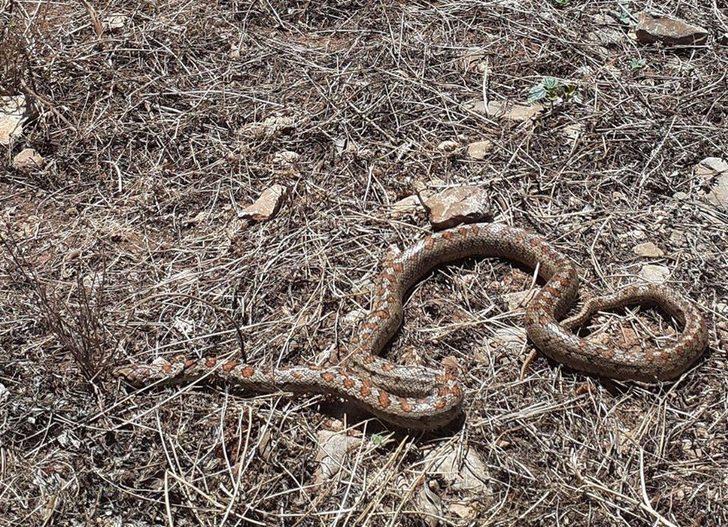 Likyalı değil ev yılanı çıktı G2