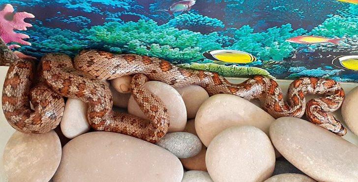 Likyalı değil ev yılanı çıktı G3