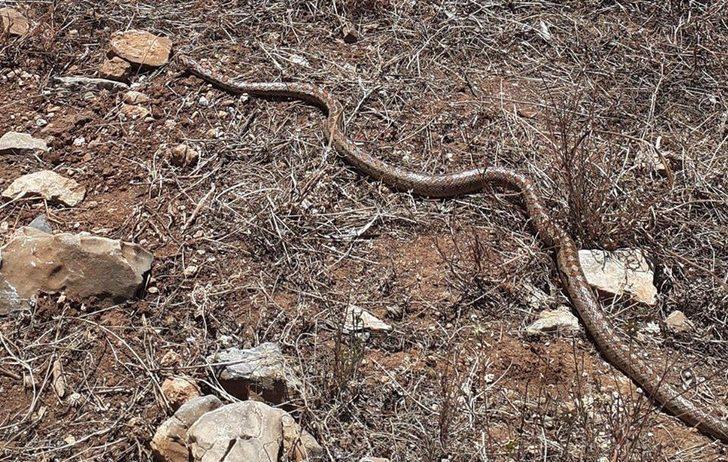 Likyalı değil ev yılanı çıktı G4