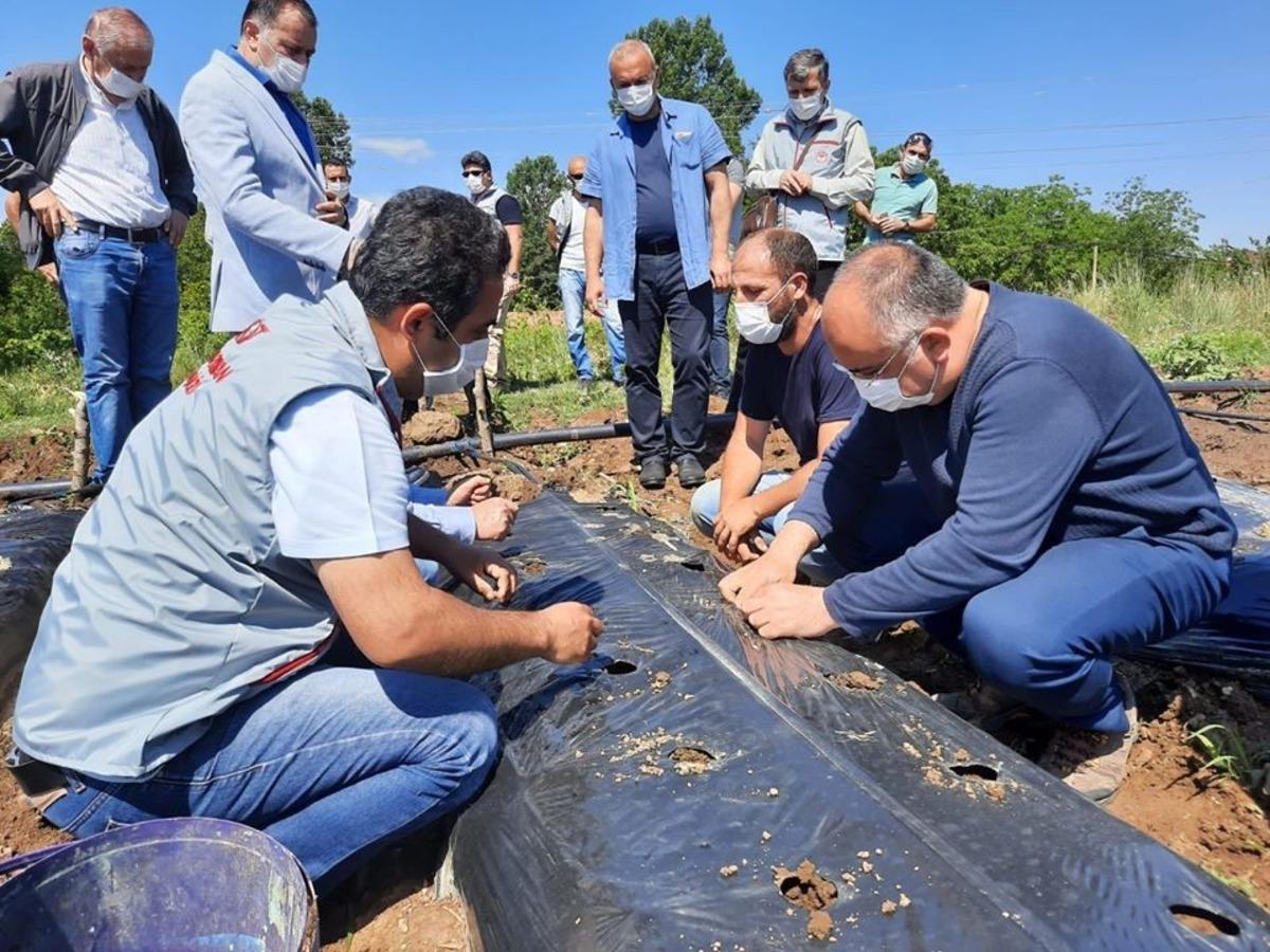 Niksar&rsquo;da &ccedil;ilek tarımı yaygınlaşıyor