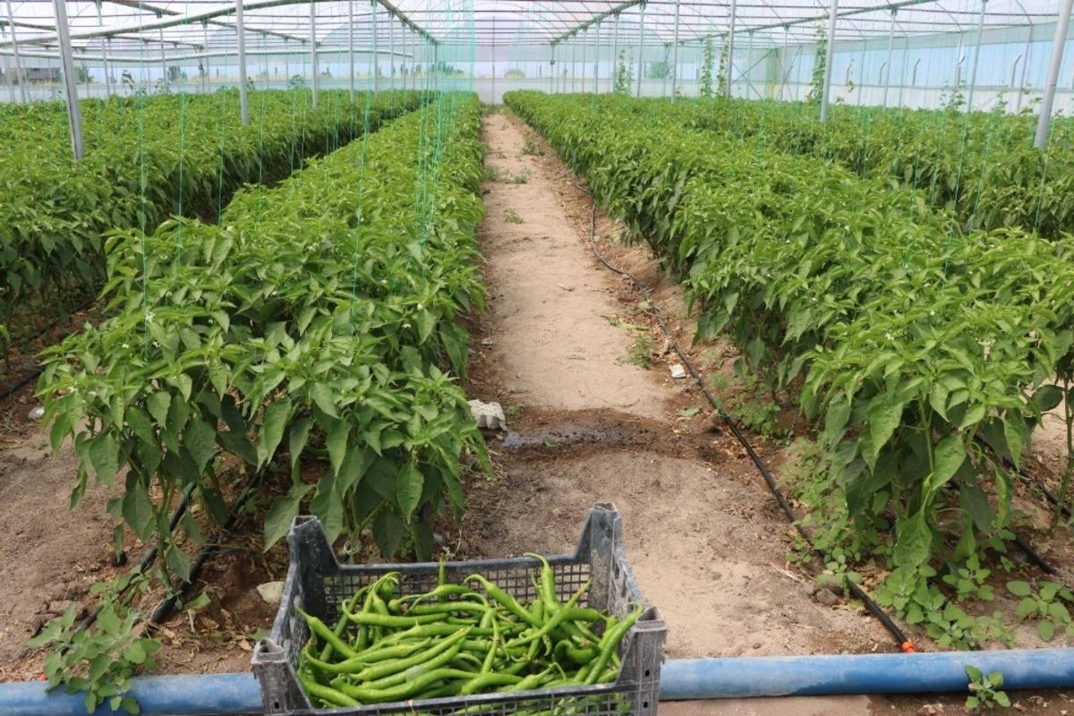 Devlet desteği ile kurduğu serada yıl boyunca &uuml;r&uuml;n hasat ediyor