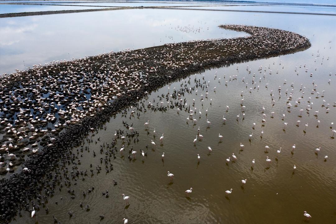 D&uuml;nyanın en b&uuml;y&uuml;kleri arasında! Binlerce yavru d&uuml;nyaya geldi