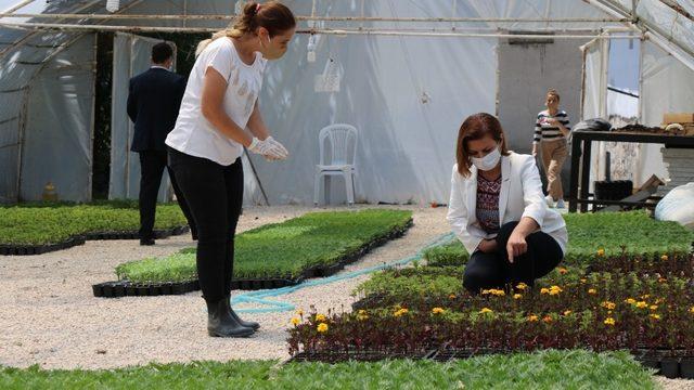 Safranbolu Belediyesi tarım üretimine başladı