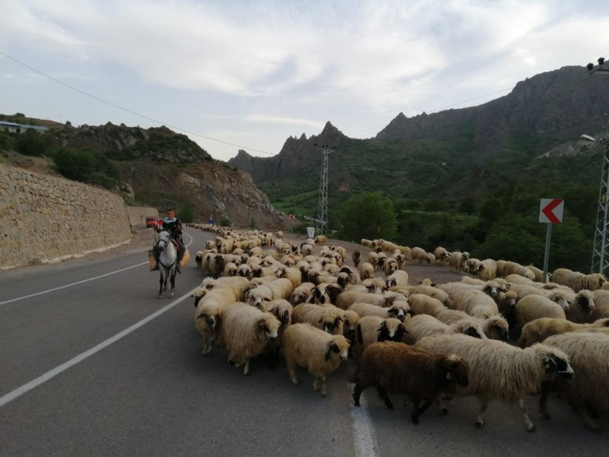 Şebinkarahisarlı yaylacılar g&ouml;&ccedil; i&ccedil;in haziran ayına kaldı