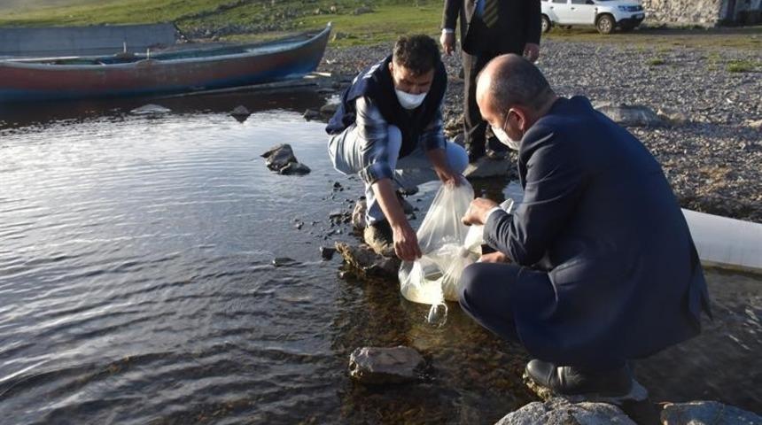 Kars&rsquo;ta g&ouml;llere 85 bin yavru sazan balığı bırakıldı
