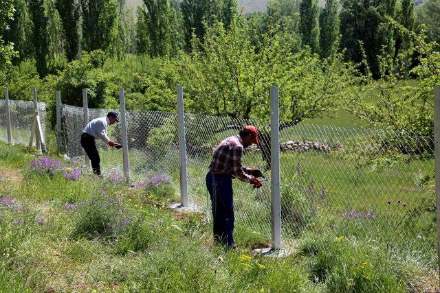 Develi Belediyesi’nin alternatif tarım uygulaması olan lavanta bahçesinde çalışmalar devam ediyor