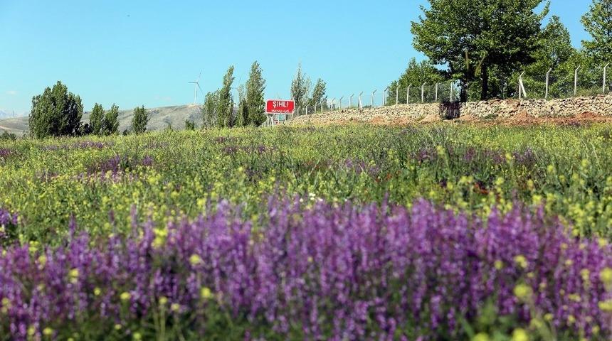 Develi Belediyesi&rsquo;nin alternatif tarım uygulaması olan lavanta bah&ccedil;esinde &ccedil;alışmalar devam ediyor