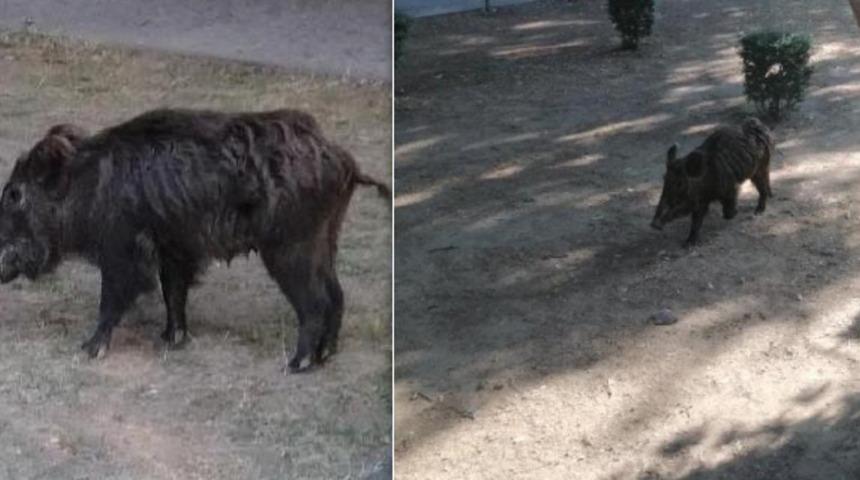 Nazilli'de parka inen yaban domuzu g&ouml;r&uuml;nt&uuml;lendi