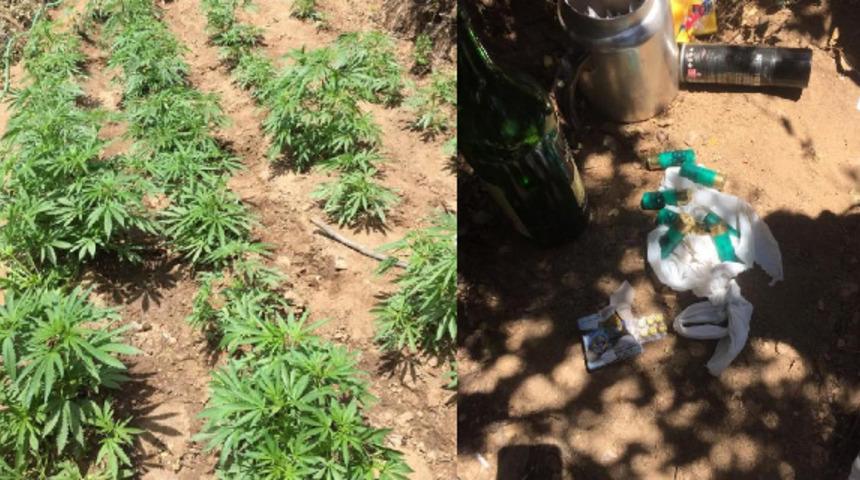 İzmir'de 774 kök Hint keneviri ele geçirildi! Baba- oğul gözaltına alındı