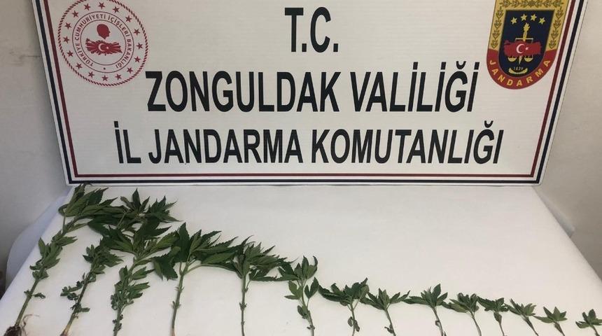 Zonguldak’ta 14 kök kenevir bitkisi ele geçirildi