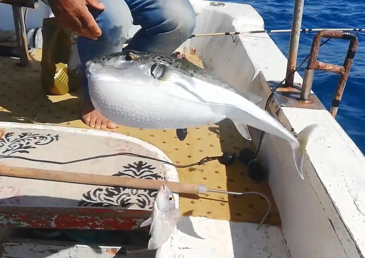 Balon balığına deniz ayakkabısı tedbiri