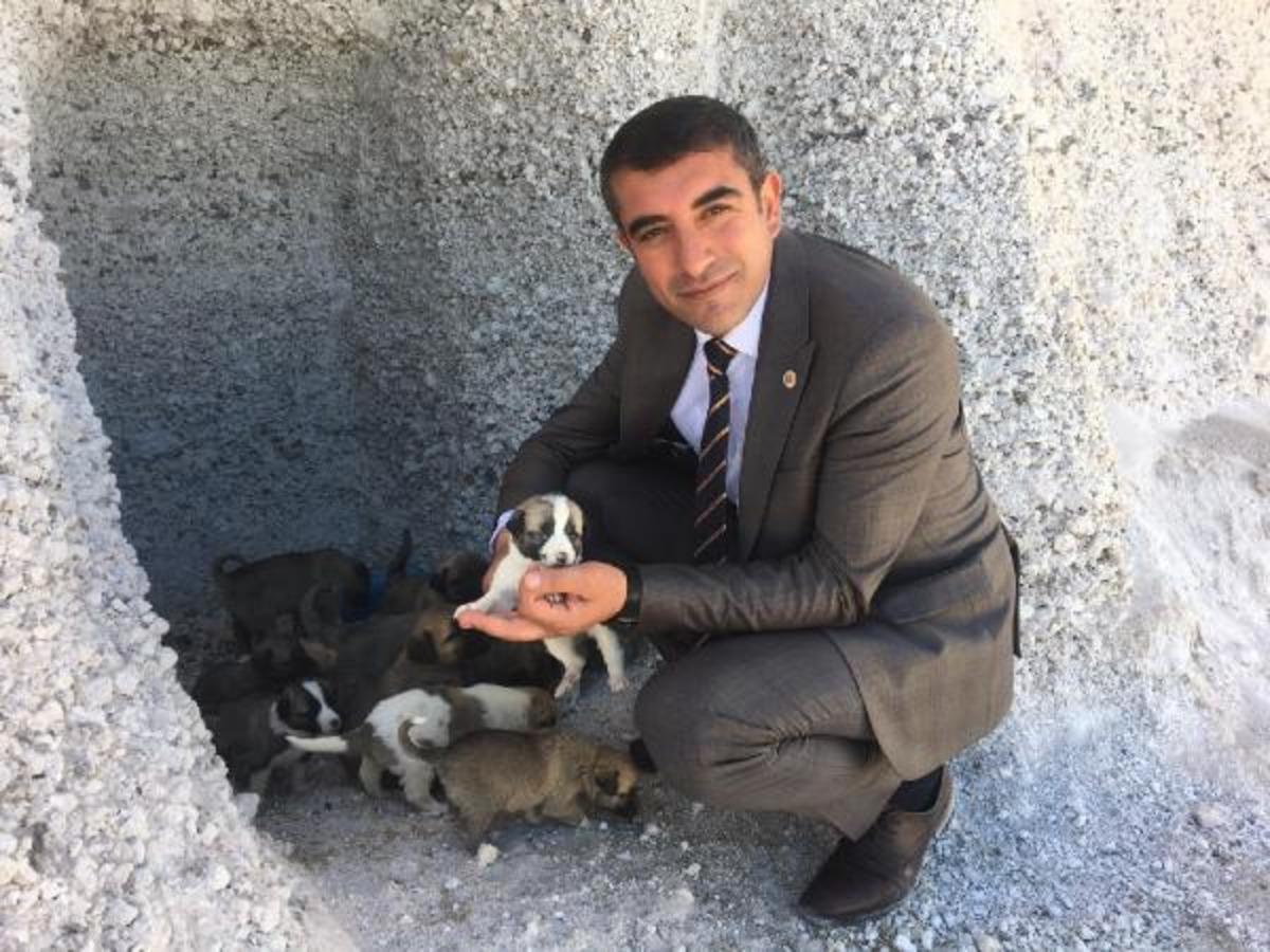 Hayvanların &uuml;ş&uuml;d&uuml;ğ&uuml;n&uuml; g&ouml;rd&uuml;, 'K&ouml;pek K&ouml;y&uuml;'n&uuml; kurdu