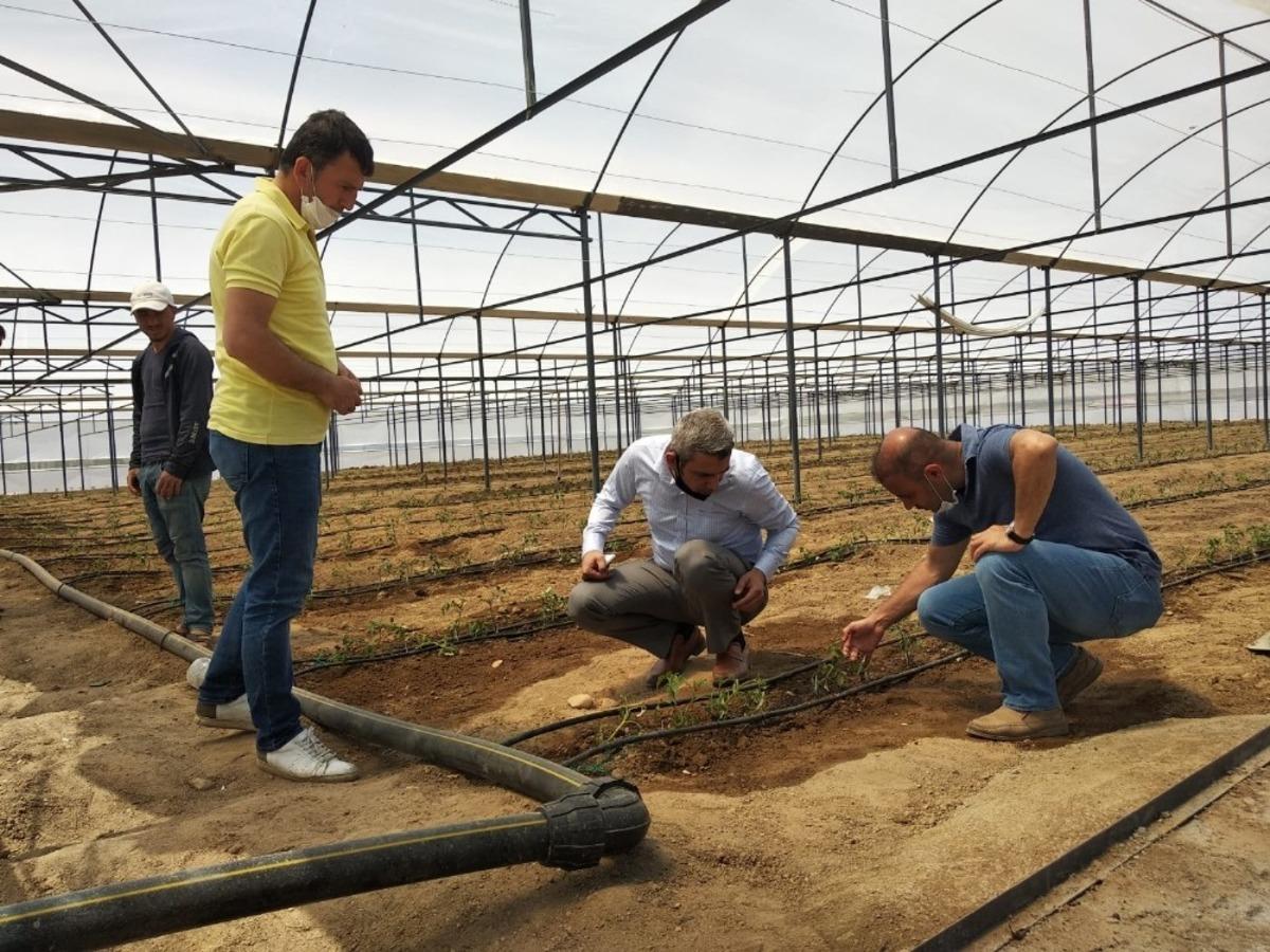 Tatvan&rsquo;a 2 bin metre karelik kapalı sera