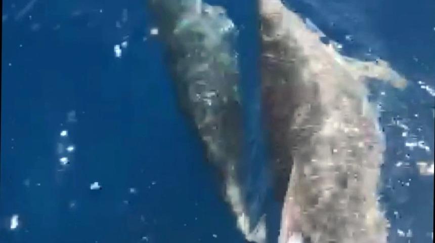 Marmaris K&ouml;rfezinde Yunusların dansı