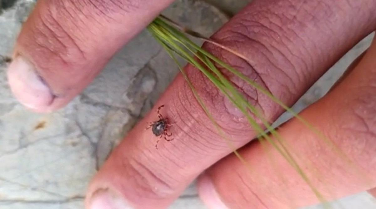 Tokat&rsquo;ta, mahallede kene korkusu