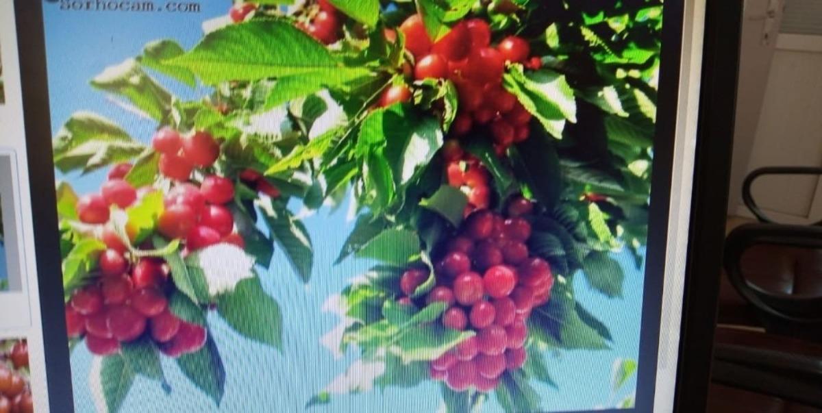 Şaphane&rsquo;de dijital tarım d&ouml;nemi