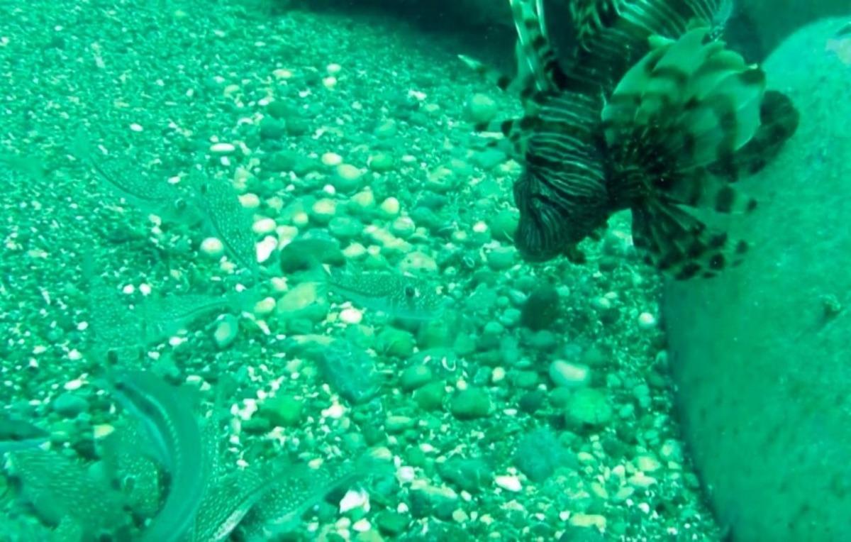 Su altının iki zehirli t&uuml;r&uuml; bir arada g&ouml;r&uuml;nt&uuml;lendi