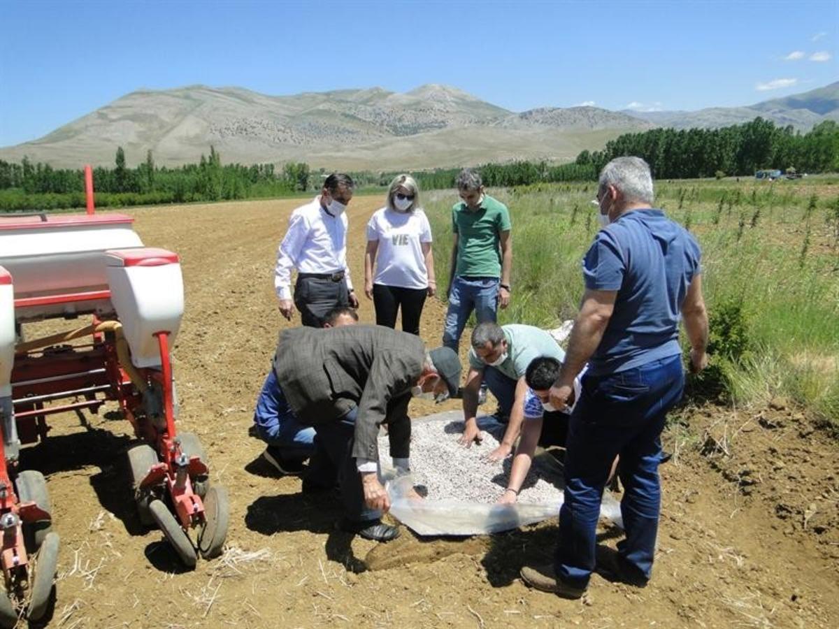 Doğanşehir&rsquo;de Kuru Fasulye yaygınlaştırılıyor