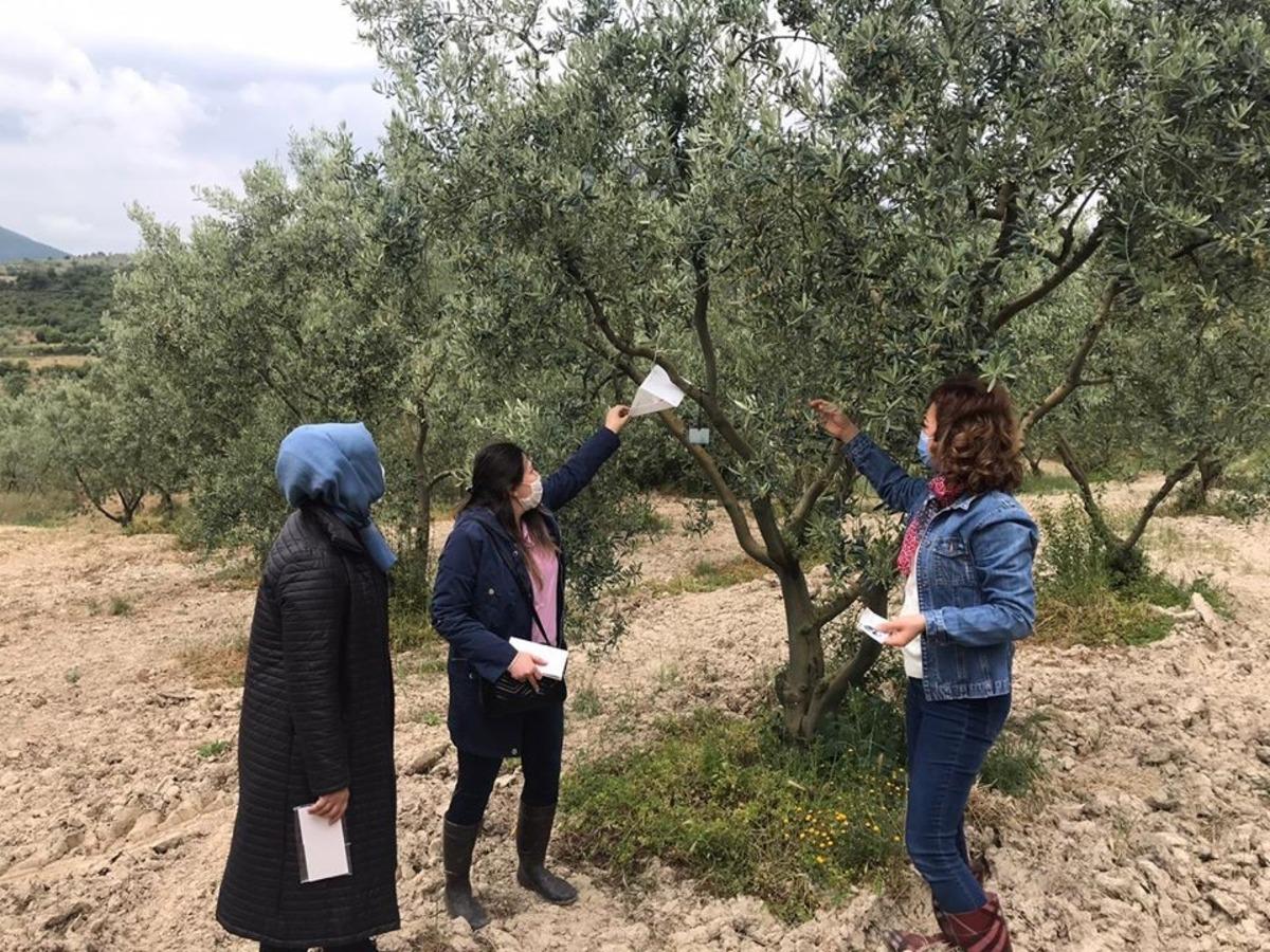 Zeytin &uuml;reticilerine uyarı