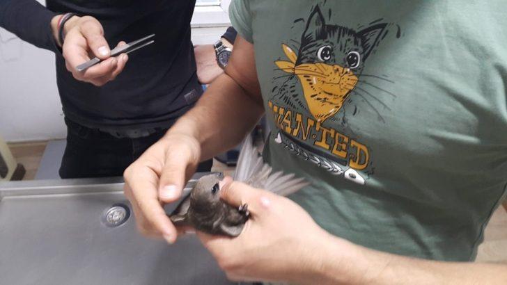 Yaralı ebabil kuşu tedavi altına alındı G1