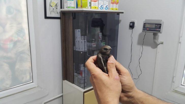 Yaralı ebabil kuşu tedavi altına alındı G2