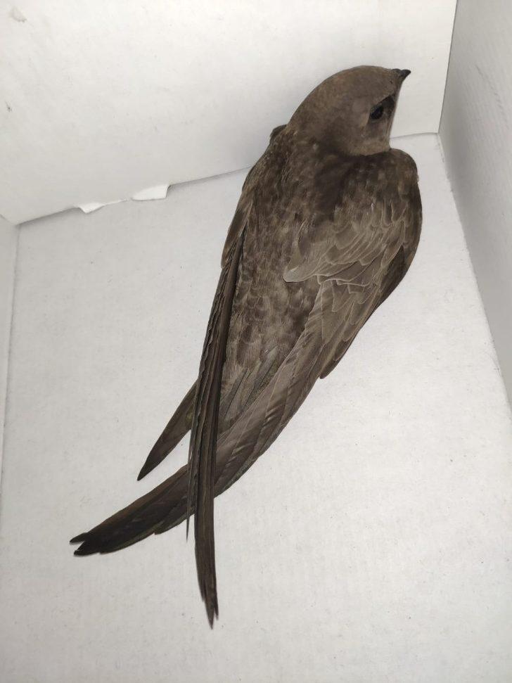 Yaralı ebabil kuşu tedavi altına alındı G4