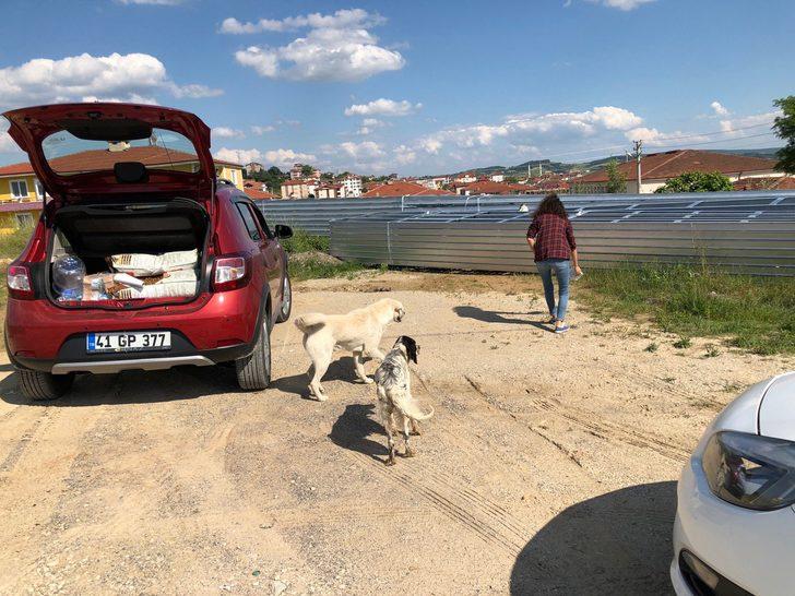 Yasemin öğretmen, maaşını sokak hayvanlarına harcıyor G5