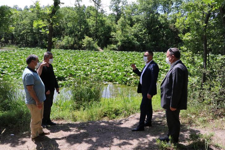 Nilüfer Gölü'nde açan beyaz renkli çiçekleri koparmanın cezası 73 bin TL G2